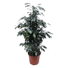Ficus tree